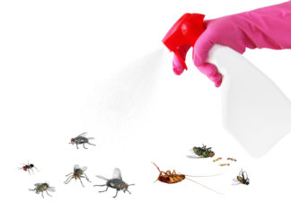 Je na mravce účinnejšia nástraha alebo sprej?